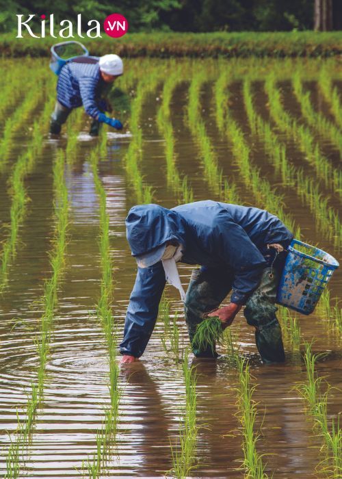 trồng lúa trồng lúa